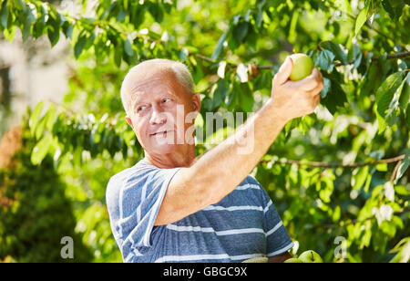 Senior uomo nella raccolta delle mele verdi su un albero di mele Foto Stock