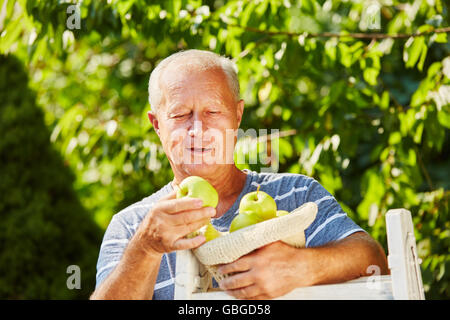 Senior uomo con deliziosa golden apple nelle sue mani alla mietitura Foto Stock