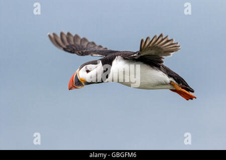 Atlantic puffin (Fratercula arctica), arrivando in terra, Northumberland, Inghilterra Foto Stock