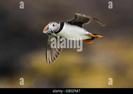 Atlantic puffin (Fratercula arctica), in volo portando il pesce, Northumberland, Inghilterra Foto Stock