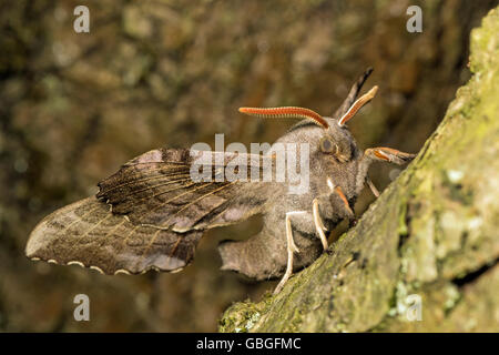 Pioppo adulto Hawk-moth (Laothoe populi), Cambridgeshire Foto Stock