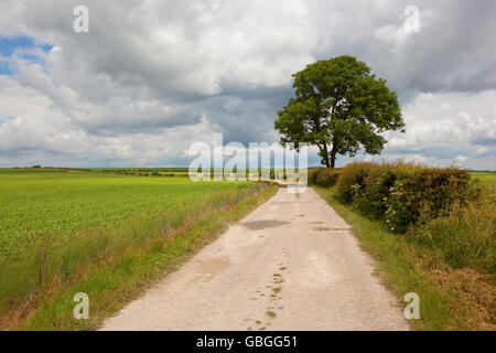 Una fattoria di calcare via e bridleway da un campo di piselli con siepi e una cenere lone tree sul Yorkshire wolds in estate. Foto Stock