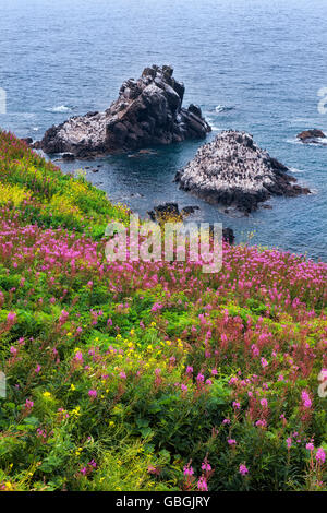 Estate fireweed blumi a Yaquina capo come cormorani offshore nido su Stegosaurus roccia lungo dell'Oregon costa centrale. Foto Stock