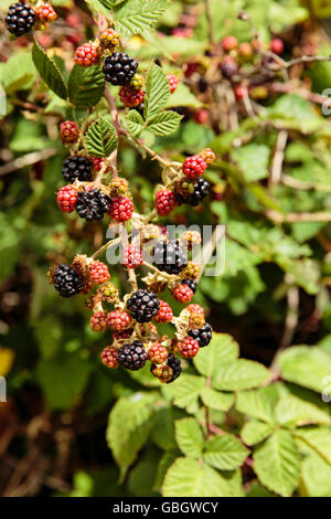 More di rovo che cresce in California Foto Stock