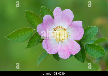 Cane selvatico rose, Bassa Sassonia, Germania / (Rosa canina) Foto Stock