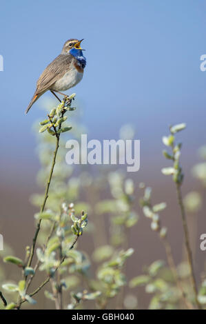 Pettazzurro, Bassa Sassonia, Germania / (Luscinia svecica) Foto Stock