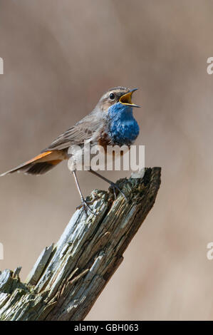 Pettazzurro, Bassa Sassonia, Germania / (Luscinia svecica) Foto Stock