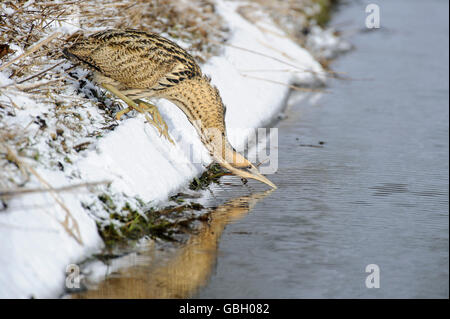 Eurasian tarabuso, Lago Dummer, Bassa Sassonia, Germania / (Botaurus stellaris) Foto Stock