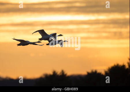 Whooper cigni, Bassa Sassonia, Germania / (Cygnus cygnus) Foto Stock