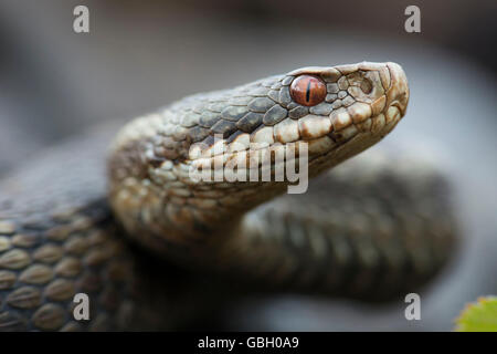 Il sommatore, Bassa Sassonia, Germania / (Vipera berus) Foto Stock