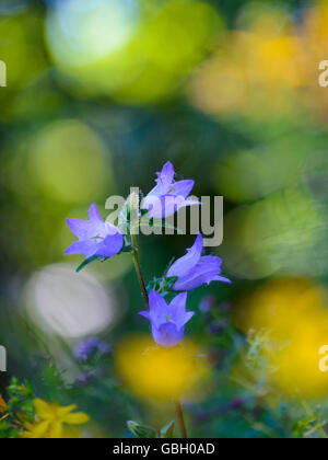 La Campanula barbuto, Bassa Sassonia, Germania / (Campanula barbata) Foto Stock
