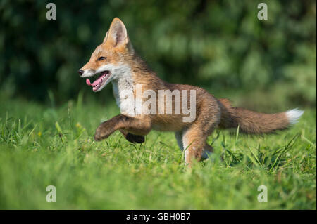 Red Fox, cub, Bassa Sassonia, Germania / (Vulpes vulpes vulpes) Foto Stock