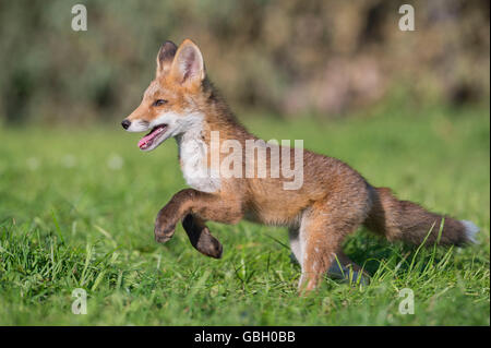 Red Fox, cub, Bassa Sassonia, Germania / (Vulpes vulpes vulpes) Foto Stock