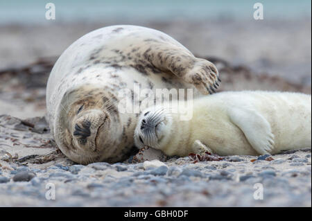 Guarnizione grigio, Halichoerus grypus, Isola di Helgoland, Schleswig-Holstein, Germania Foto Stock