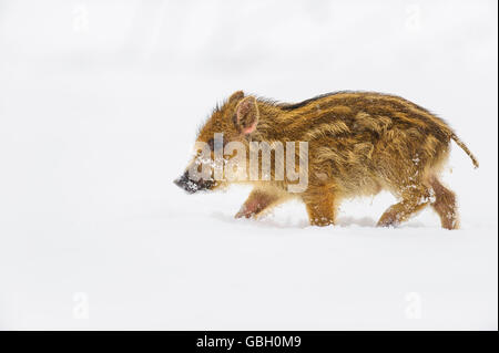 Wildschwein, Frischling, im Schnee, inverno Foto Stock