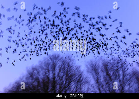 Dohlenschwarm, Niedersachsen, Deutschland / (Corvus monedula) Foto Stock