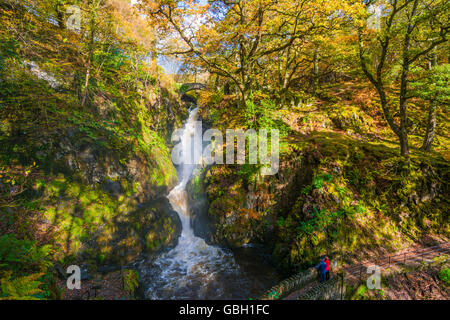 Aira Force cascata nel Parco Nazionale del Distretto dei Laghi in autunno. Cumbria, Inghilterra. Foto Stock