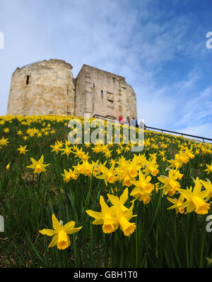 I narcisi primaverili sono esposti sul tumulo della Torre di Clifford a York, nel North Yorkshire, mentre il clima più mite raggiunge alcune parti del Regno Unito. Foto Stock