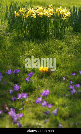 I narcisi fioriscono al sole primaverile nel Regents Park, nel nord di Londra. Foto Stock