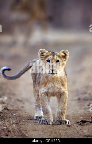 L'immagine di Lion asiatico Cub ( Panthera Leo ) come presi in Gir National Park, India Foto Stock