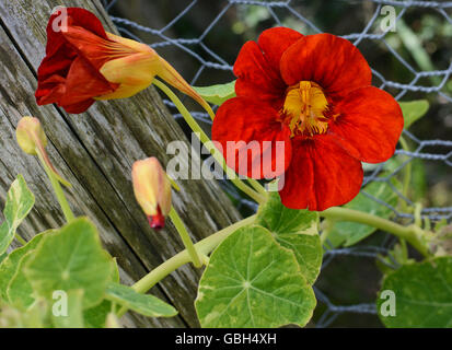 Deep red nasturtium floricoltura contro il verde delle foglie su un vitigno di arrampicarsi su un recinto di filo Foto Stock