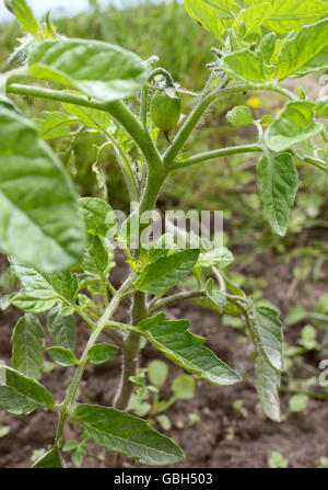 Piccolo pomodoro verde cominciando a crescere tra le fronde su un cordone pianta in un riparto Foto Stock