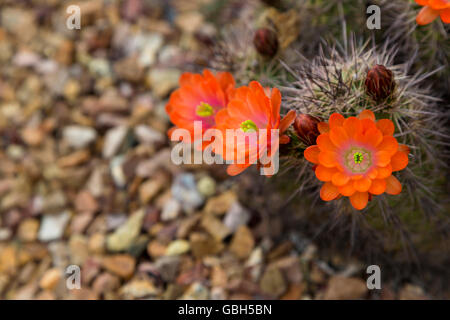 All'interno di raggruppamenti di colore arancione cactus hedgehog fiori e boccioli, uno sbocciare è selettiva, in prossimità della messa a fuoco. Foto Stock