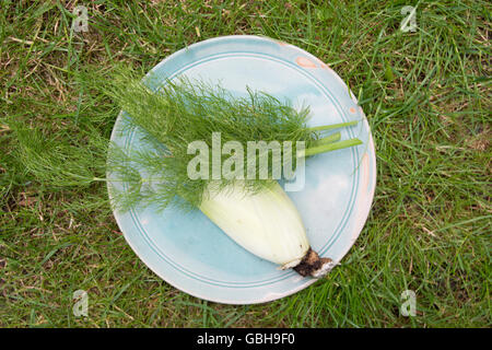 Il finocchio su piastra in erba di giardino Foto Stock