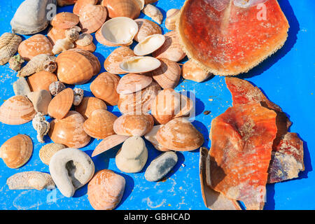 Conchiglie blu sul tavolo di legno, Samos Island, Grecia Foto Stock