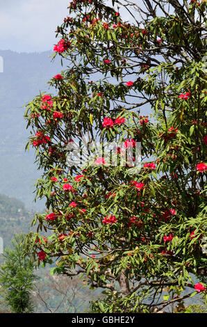 Panorama da Kaluk, West Sikkim, India Foto Stock