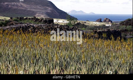 Un Aloe Vera piantagione di cactus l'isola di Lanzarote su delle isole Canarie in Spagna nell'Oceano Atlantico. sull'Isola di Lan Foto Stock