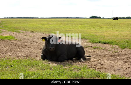 Bull razza Black Angus resto Foto Stock