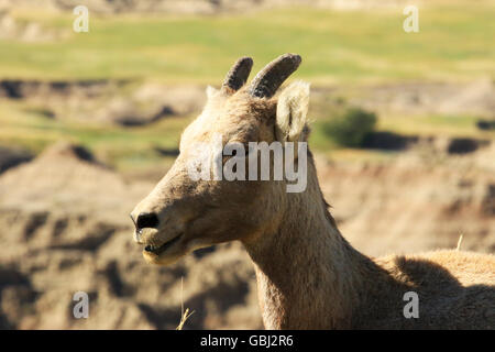 Baby Bighorn fino vicino nel selvaggio con il Parco nazionale Badlands del South Dakota in background Foto Stock