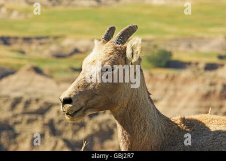 Baby Bighorn fino vicino nel selvaggio con il Parco nazionale Badlands del South Dakota in background Foto Stock