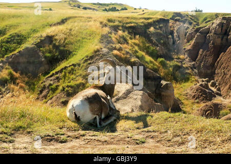 Bighorn nel selvaggio nel Parco nazionale Badlands nel South Dakota Foto Stock