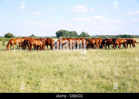 Purosangue cavalli gidran mangiare greengrass fresca sulla puszta Foto Stock