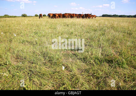 Giovani anglo arabian fattrici e puledri pascolano sul prato estate Foto Stock