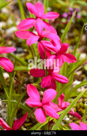 Rosso-rosa fiori di diminutivo, moquette. fioritura estiva della lampadina, baurii milloides "Claret" Foto Stock