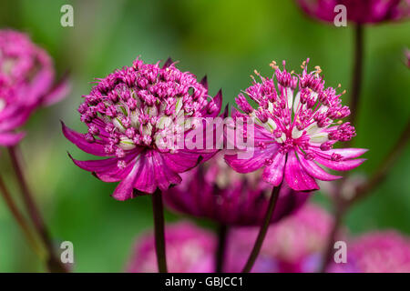 Puntaspilli fiori delle piante erbacee perenni masterwort, Astrantia major var. rosea Venezia Foto Stock