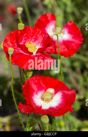 Centri di bianco sono un segno della vera Shirley papavero, una forma di hardy annuale di Papaver rhoeas Foto Stock