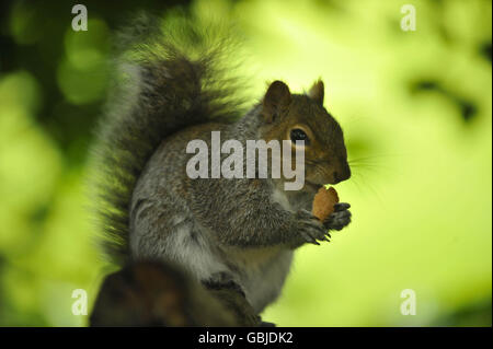 Uno scoiattolo mangia un rottame di cibo a Victoria Park, Bath. Foto Stock