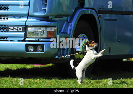 Un cane è legato ad un camion di cavalli durante le prove del cavallo del castello di Powderham in Exeter. Foto Stock