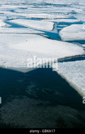 Lastre di ghiaccio, Svezia, Europa Foto Stock