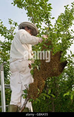 Apicoltore raccogliendo un wild uno sciame di api da un albero Foto Stock