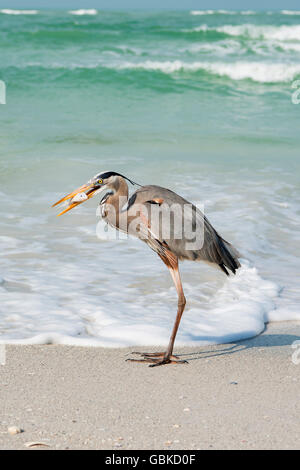 Airone blu (Ardea erodiade) in mare, predati pesce nel becco, Anna Maria Island, Florida, Stati Uniti d'America Foto Stock