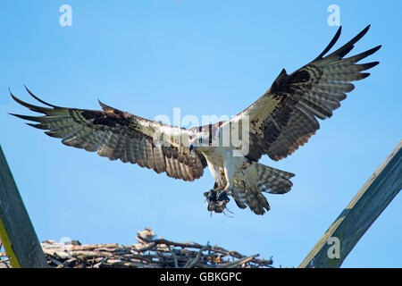 Osprey in volo portando bastoni per nido Foto Stock