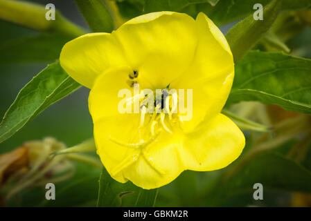 Fiore di enagra (Oenothera biennis). Giallo limone fiore della pianta nella famiglia Onagraceae, nativo di STATI UNITI D'AMERICA Foto Stock