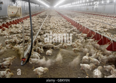 Vista interna del pollo commerciale granaio pieno di pollastre e. Foto Stock