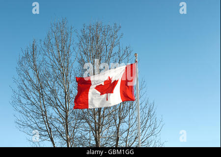 Canada bandiera e acero in inverno Foto Stock