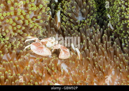 Avvistato in porcellana, granchio Neopetrolisthes maculatus, Ambon, Maluku, Indonesia, Pacific Foto Stock